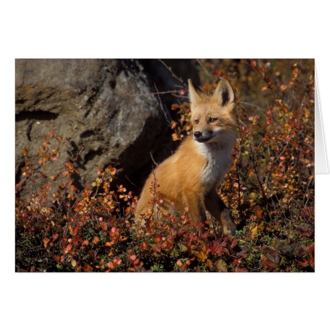 アカギツネ, Vulpes vulpes (正面横)