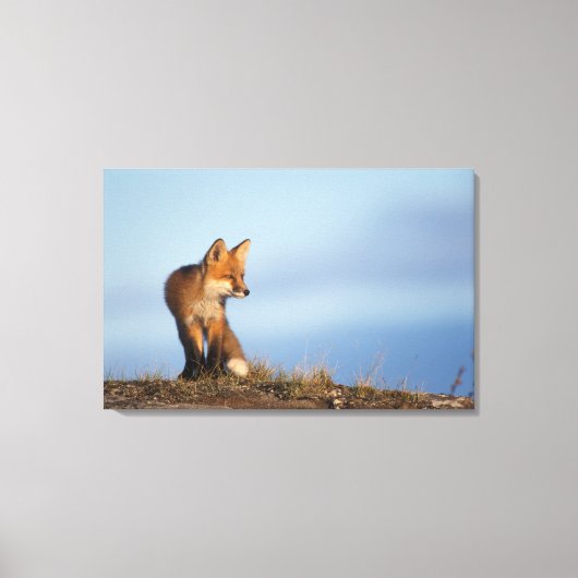 アカギツネ、Vulpes vulpes キャンバスプリント (正面)