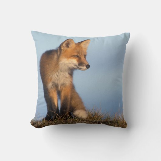 アカギツネ, Vulpes vulpes クッション (正面)