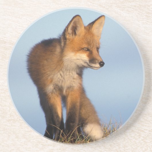 アカギツネ, Vulpes vulpes コースター (正面)