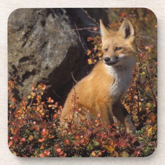 アカギツネ, Vulpes vulpes コースター (正面)