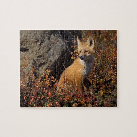 アカギツネ, Vulpes vulpes ジグソーパズル (横)