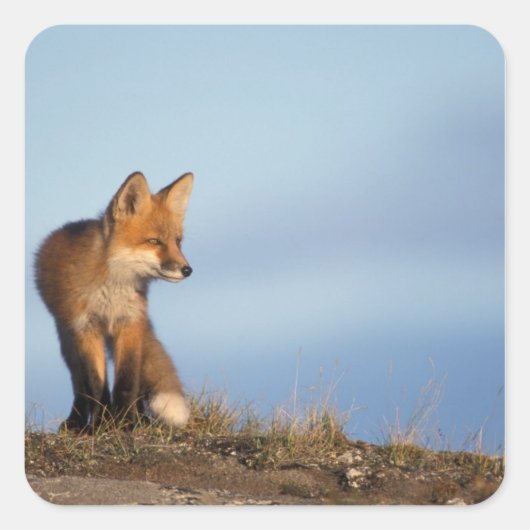 アカギツネ, Vulpes vulpes スクエアシール (正面)