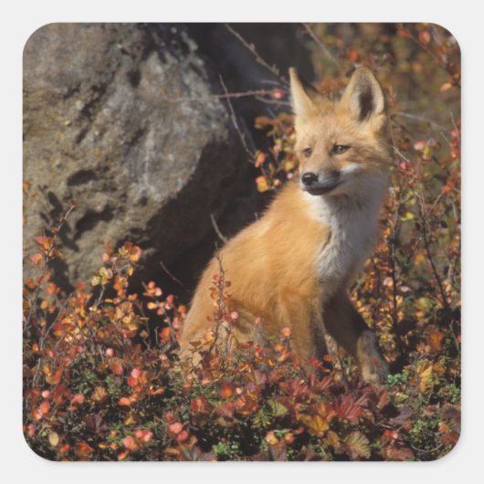 アカギツネ, Vulpes vulpes スクエアシール (正面)