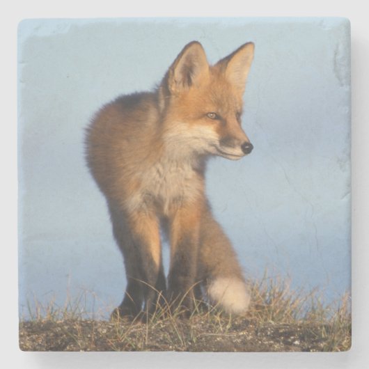 アカギツネ, Vulpes vulpes ストーンコースター (正面)