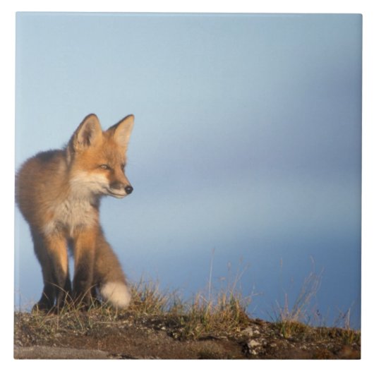 アカギツネ, Vulpes vulpes タイル (正面)