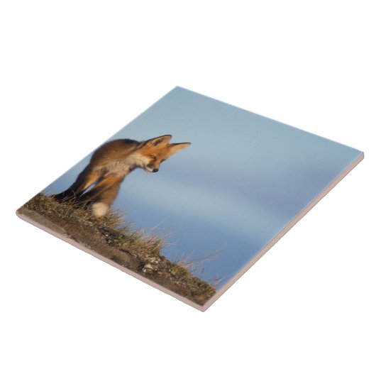 アカギツネ, Vulpes vulpes タイル (側面)