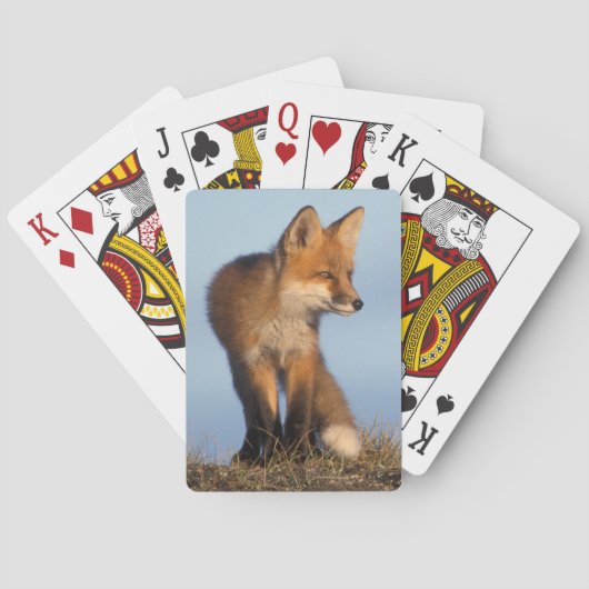 アカギツネ, Vulpes vulpes トランプ (裏面)