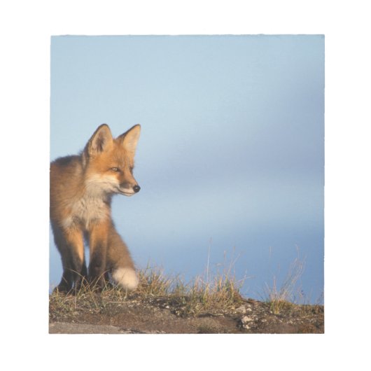 アカギツネ, Vulpes vulpes ノートパッド (正面)