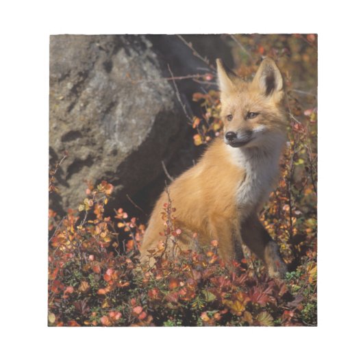 アカギツネ, Vulpes vulpes ノートパッド (正面)