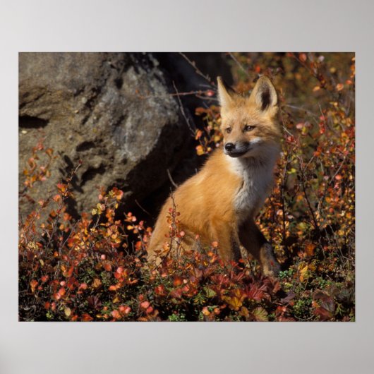 アカギツネ, Vulpes vulpes ポスター (正面)
