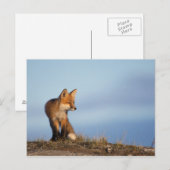 アカギツネ, Vulpes vulpes ポストカード (正面/裏面)