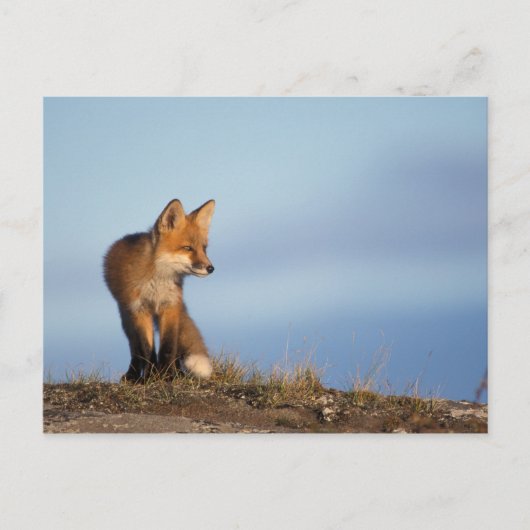 アカギツネ, Vulpes vulpes ポストカード (正面)