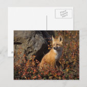 アカギツネ, Vulpes vulpes ポストカード (正面/裏面)