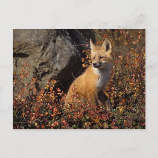 アカギツネ, Vulpes vulpes ポストカード (正面)