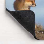 アカギツネ, Vulpes vulpes マウスパッド (コーナー)