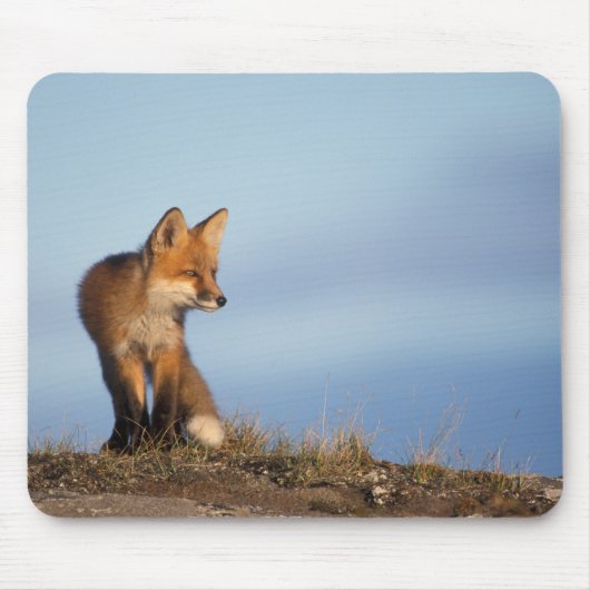 アカギツネ, Vulpes vulpes マウスパッド (正面)