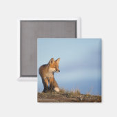 アカギツネ, Vulpes vulpes マグネット (正面/裏面)