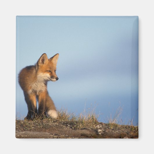 アカギツネ, Vulpes vulpes マグネット (正面)