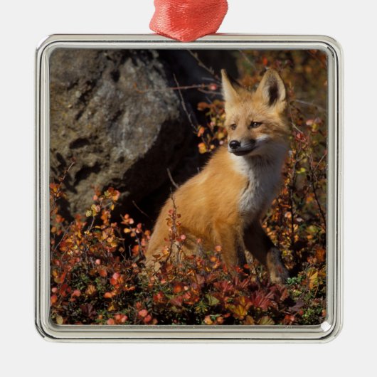 アカギツネ, Vulpes vulpes メタルオーナメント (正面)
