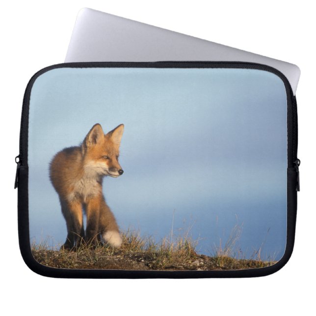 アカギツネ, Vulpes vulpes ラップトップスリーブ (正面)