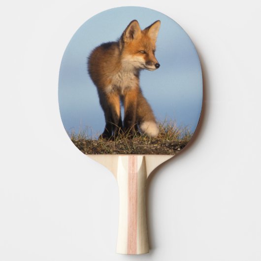 アカギツネ, Vulpes vulpes 卓球ラケット (正面)