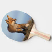アカギツネ, Vulpes vulpes 卓球ラケット (横)