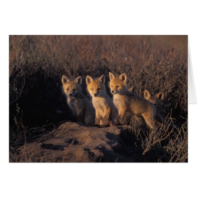 アカギツネ, Vulpes vulpes, 子ギツネ (正面横)
