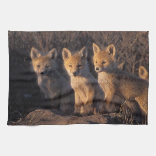 アカギツネ, Vulpes vulpes, 子ギツネ キッチンタオル (横)