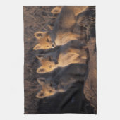アカギツネ, Vulpes vulpes, 子ギツネ キッチンタオル (縦)