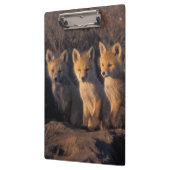 アカギツネ, Vulpes vulpes, 子ギツネ クリップボード (左)