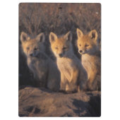 アカギツネ, Vulpes vulpes, 子ギツネ クリップボード (裏面)