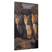 アカギツネ, Vulpes vulpes, 子ギツネ クリップボード (右)