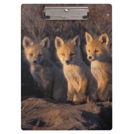 アカギツネ, Vulpes vulpes, 子ギツネ クリップボード (正面)