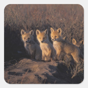 アカギツネ, Vulpes vulpes, 子ギツネ スクエアシール