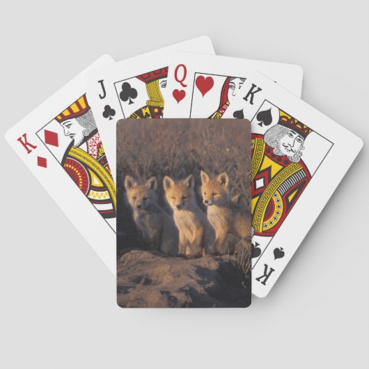 アカギツネ, Vulpes vulpes, 子ギツネ トランプ (裏面)
