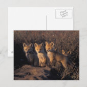 アカギツネ, Vulpes vulpes, 子ギツネ ポストカード (正面/裏面)