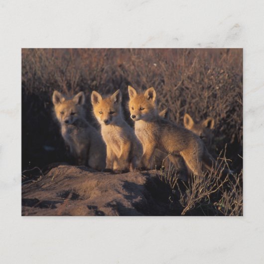 アカギツネ, Vulpes vulpes, 子ギツネ ポストカード (正面)