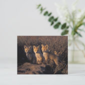 アカギツネ, Vulpes vulpes, 子ギツネ ポストカード (スタンド正面)