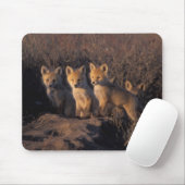 アカギツネ, Vulpes vulpes, 子ギツネ マウスパッド (マウス)