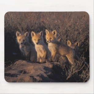 アカギツネ, Vulpes vulpes, 子ギツネ マウスパッド