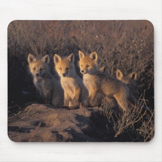 アカギツネ, Vulpes vulpes, 子ギツネ マウスパッド (正面)