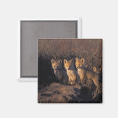 アカギツネ, Vulpes vulpes, 子ギツネ マグネット (正面/裏面)