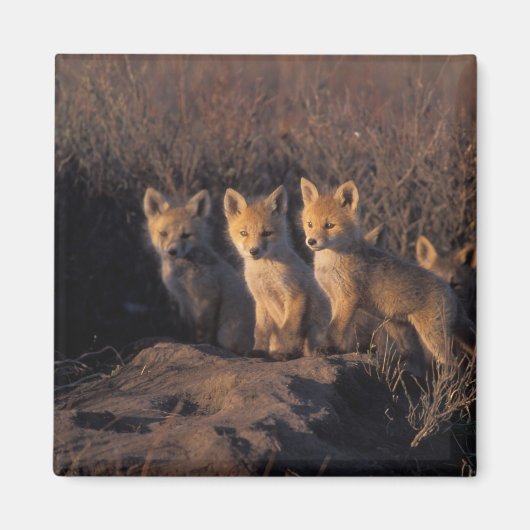 アカギツネ, Vulpes vulpes, 子ギツネ マグネット (正面)
