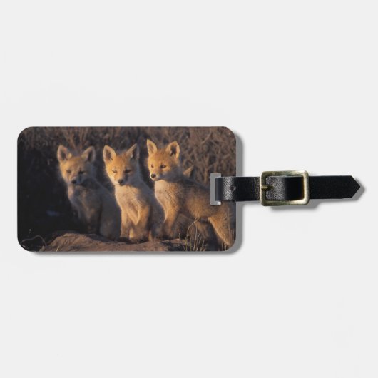 アカギツネ, Vulpes vulpes, 子ギツネ ラゲッジタグ (正面横)