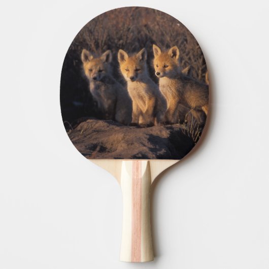 アカギツネ, Vulpes vulpes, 子ギツネ 卓球ラケット (正面)