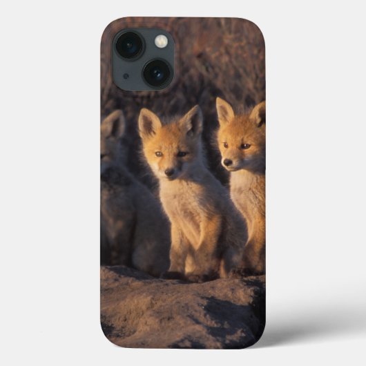 アカギツネ, Vulpes vulpes, 子ギツネ Case-Mate iPhoneケース (裏面)