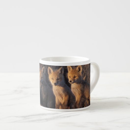 アカギツネ, Vulpes vulpes, 子狐 エスプレッソカップ (正面右)