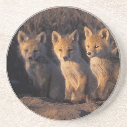 アカギツネ, Vulpes vulpes, 子狐 コースター (正面)
