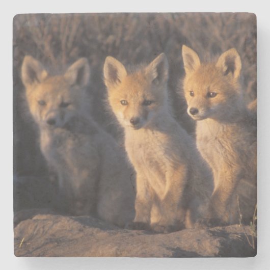 アカギツネ, Vulpes vulpes, 子狐 ストーンコースター (正面)
